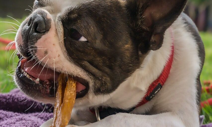 Frankly Pet appoints new COO