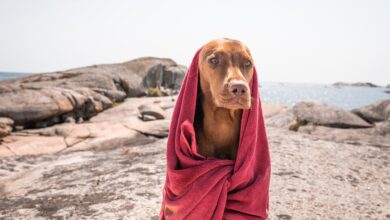 Henry Wag rebrands as part of sustainability push