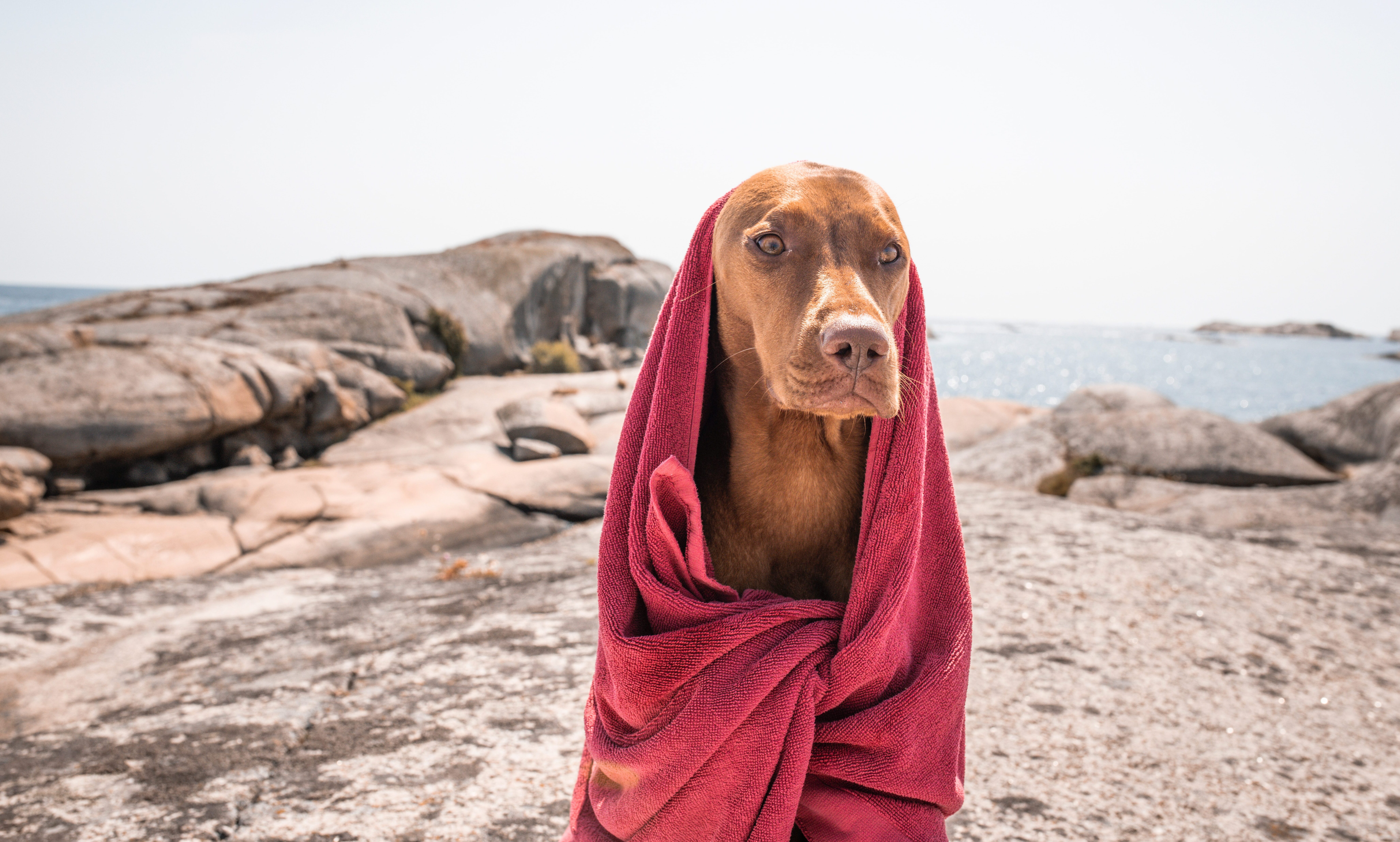 Henry Wag rebrands as part of sustainability push