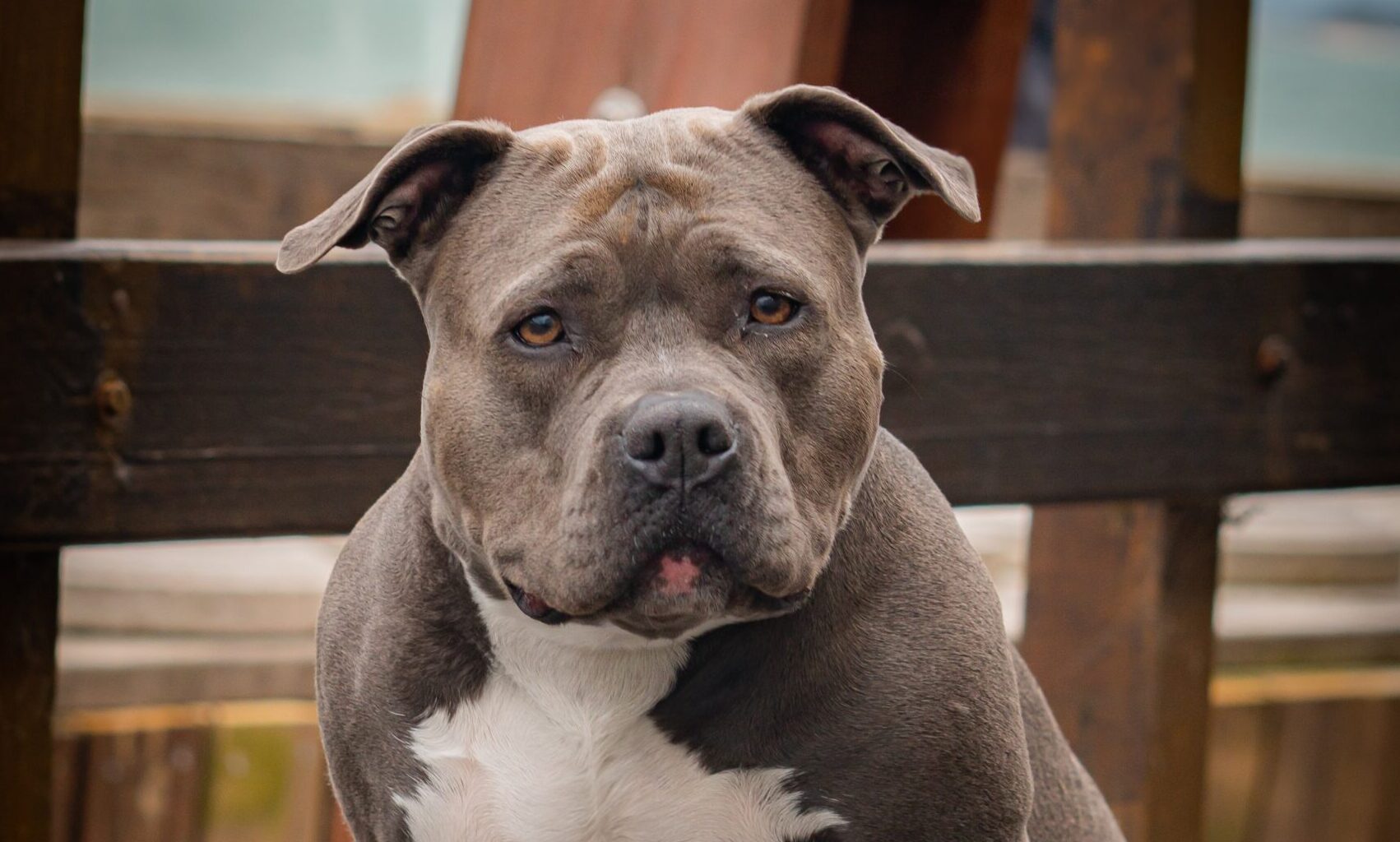 Gov to ban XL Bully type dogs