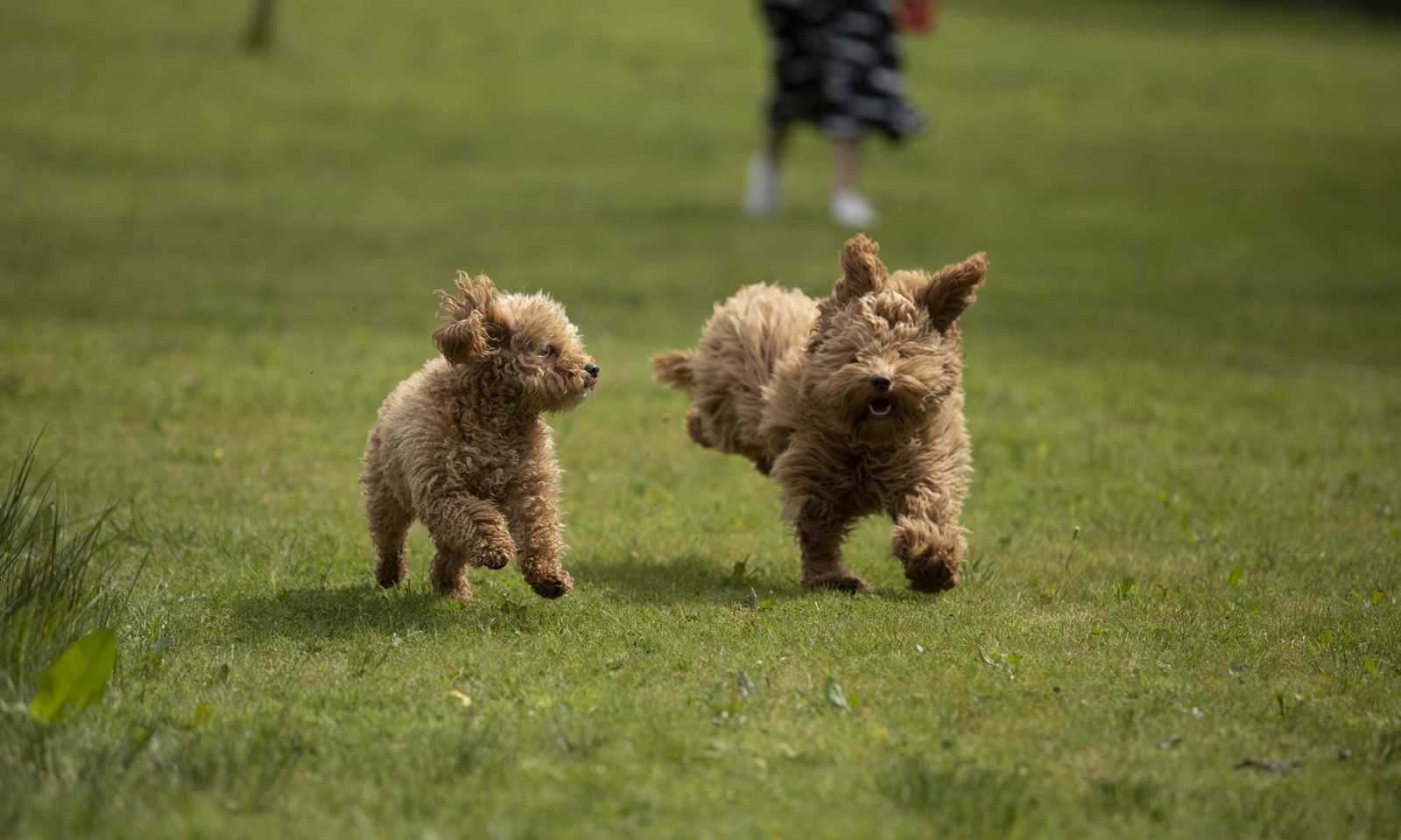 Dorwest Herbs names new brand ambassadors for 2024