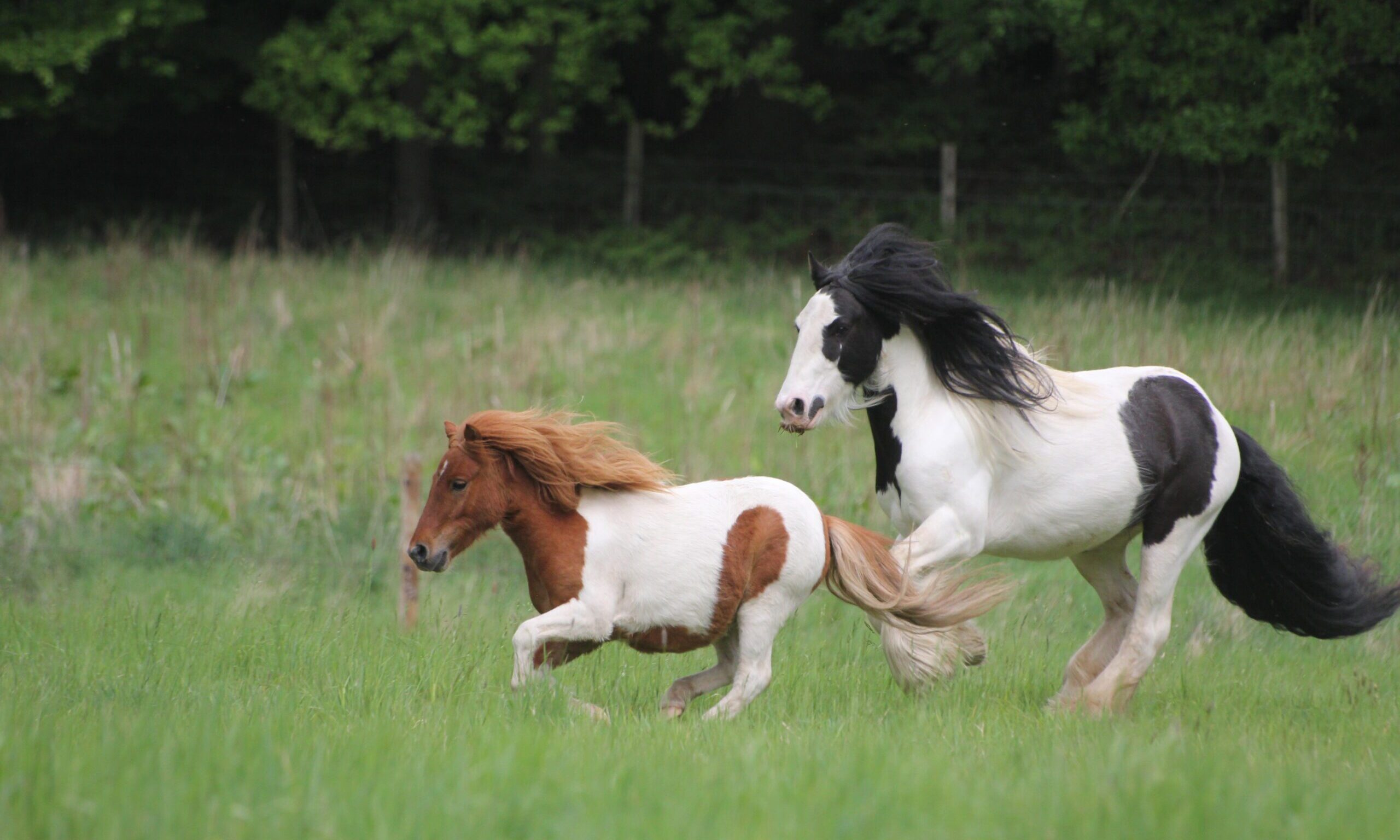 Harry Hall unveils 2024 charity partner