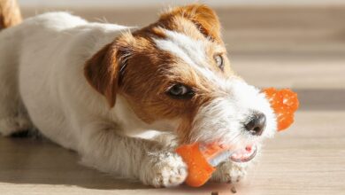 Nylabone unveils three new products for Spring