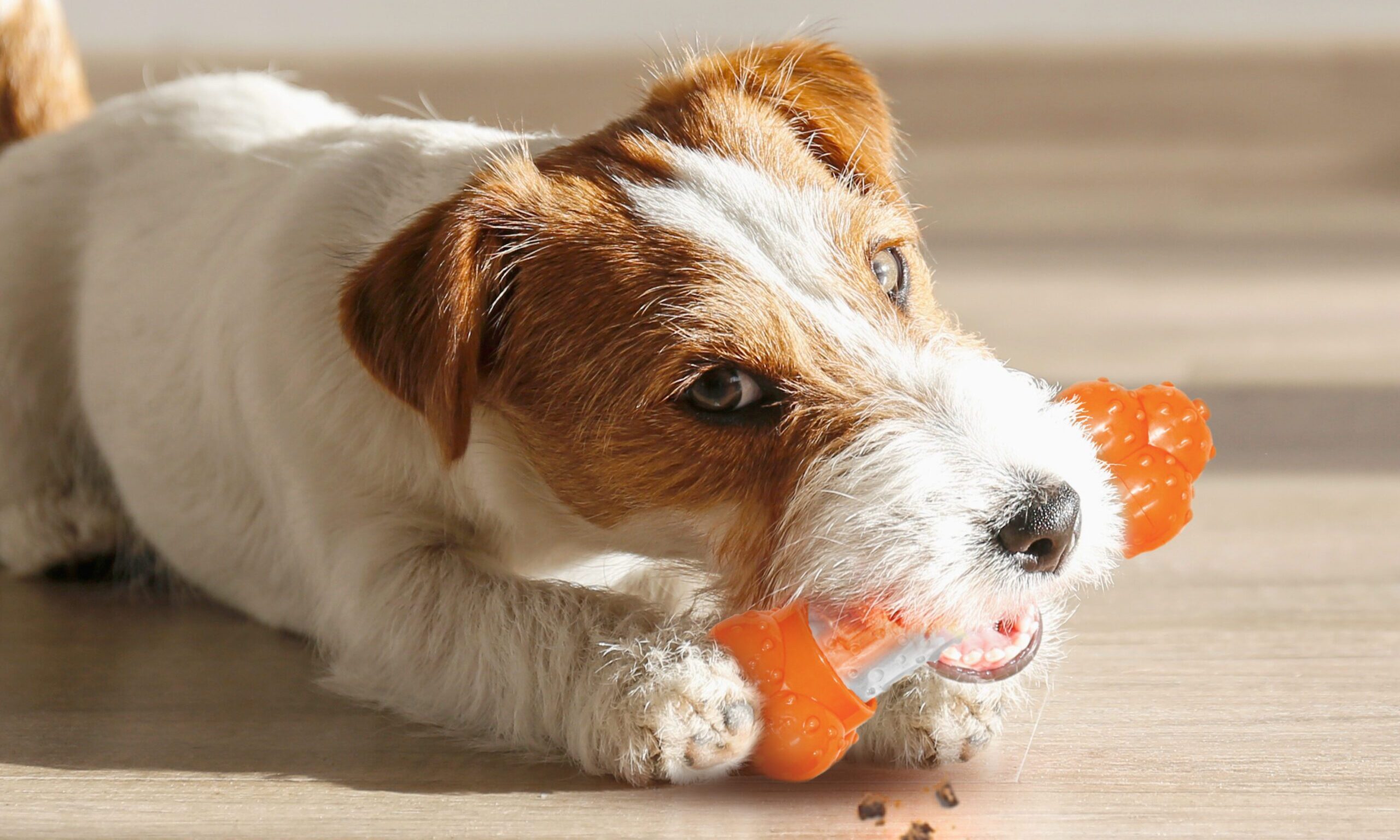 Nylabone unveils three new products for Spring