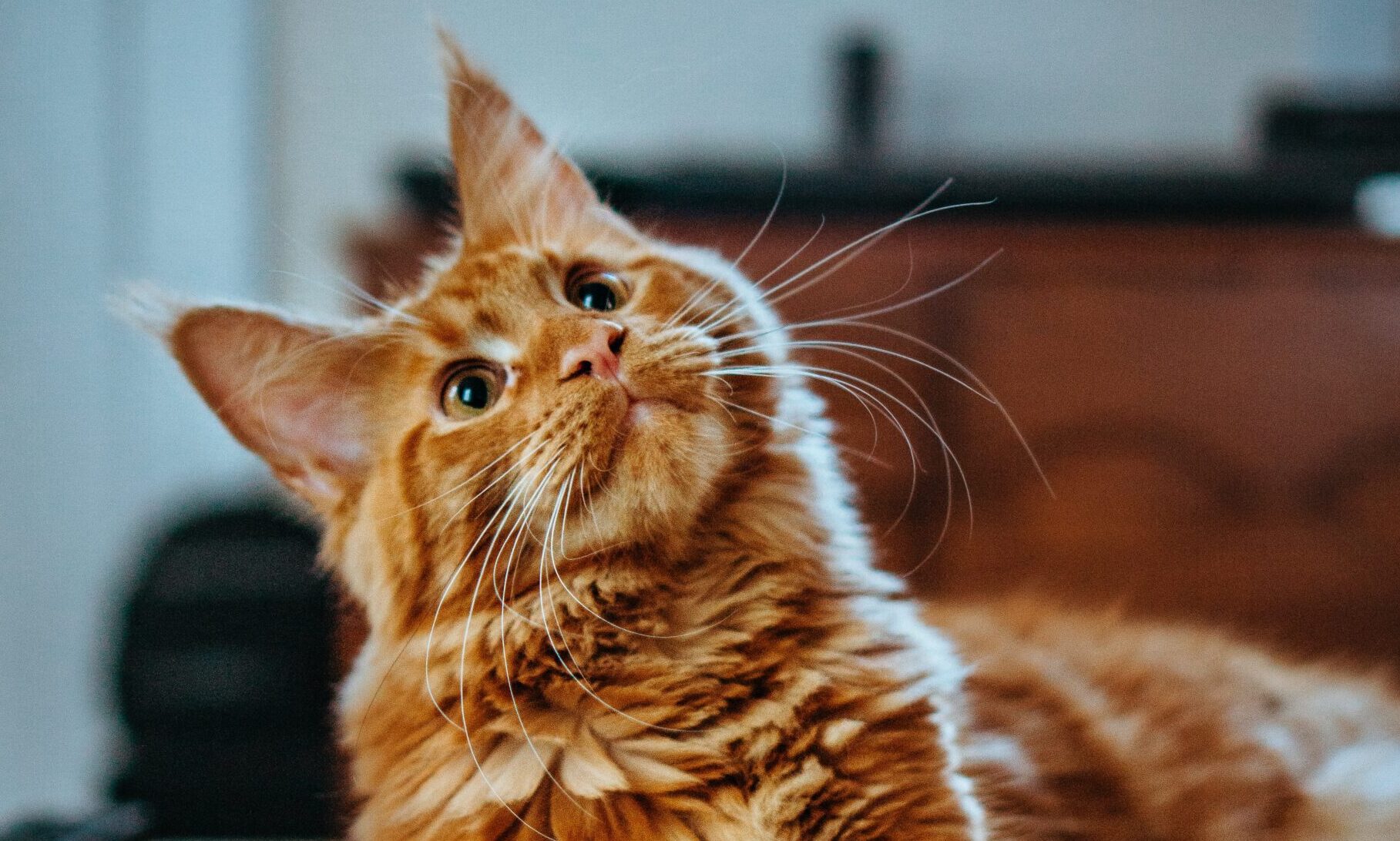 Battersea Dogs and Cats partners with iCatCare