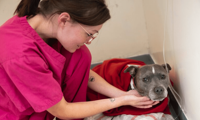 Leap year to cost PDSA around £216,000