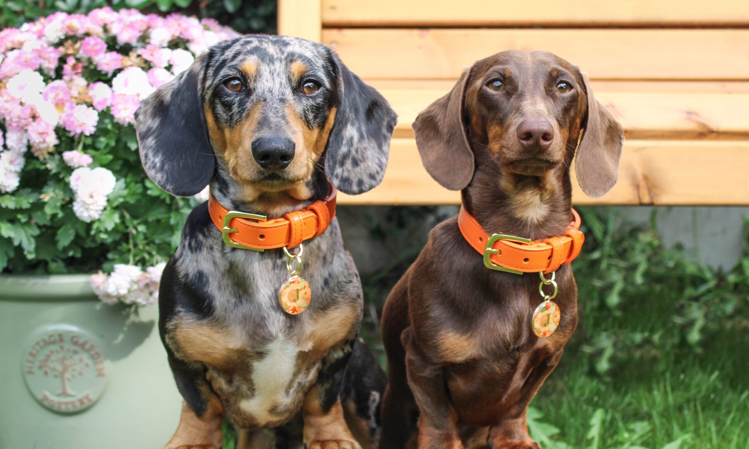 Tails and Bloom unveils products for Valentine’s Day