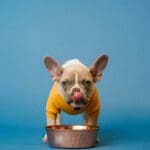 UK becomes epicentre of European D2C pet food, study finds