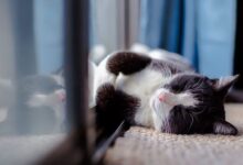 Pet owners to prioritise animals over family in Christmas spending