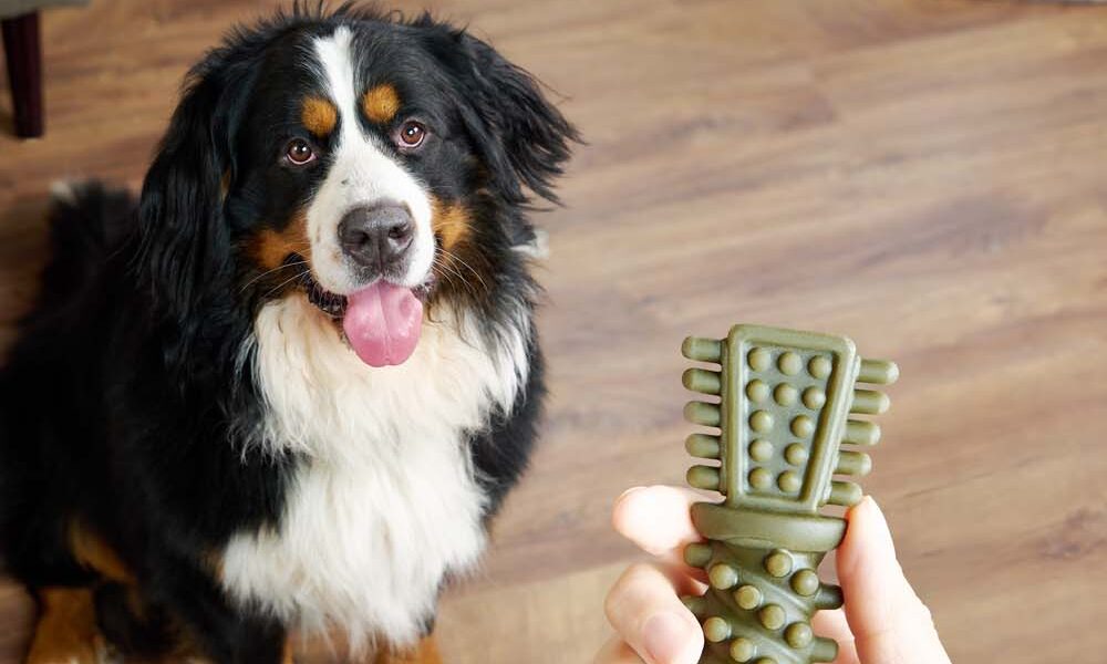 Nobblys unveils extended dental chews range