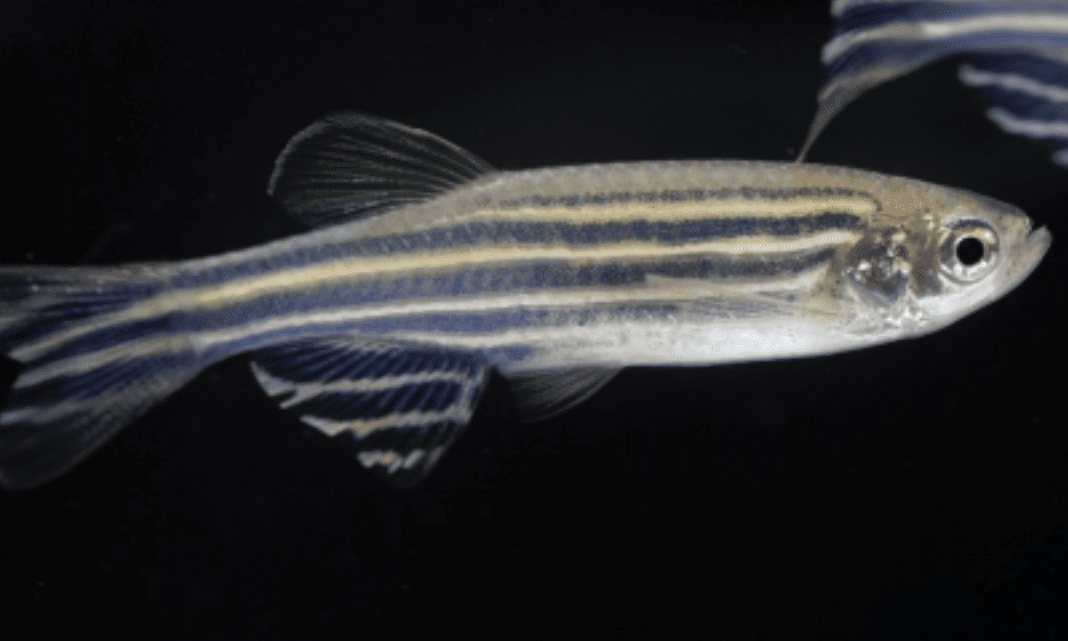 OATA hits out at ‘so called’ consultation over SVS change status