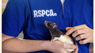 RSPCA celebrates 200th year with new brand and campaign