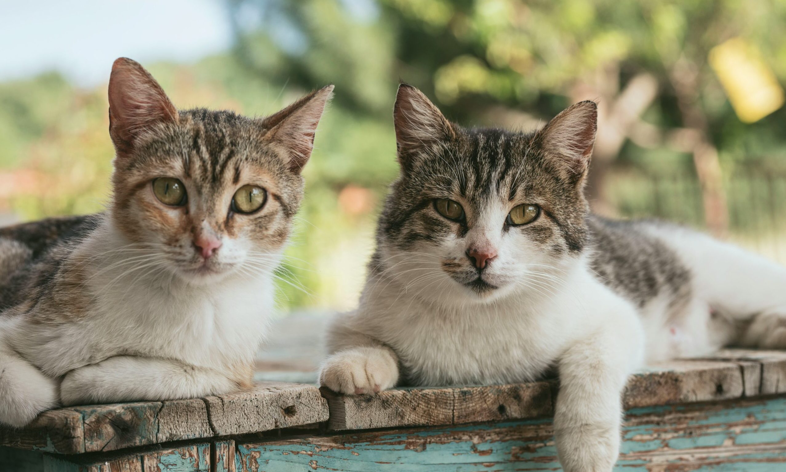 Partners Group to acquire MPM Products