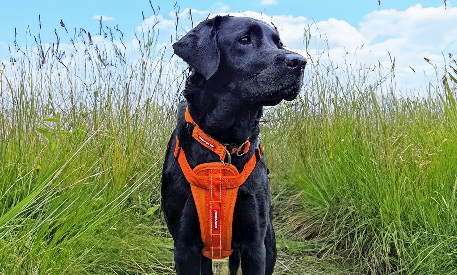 EzyDog returns to Goodwoof