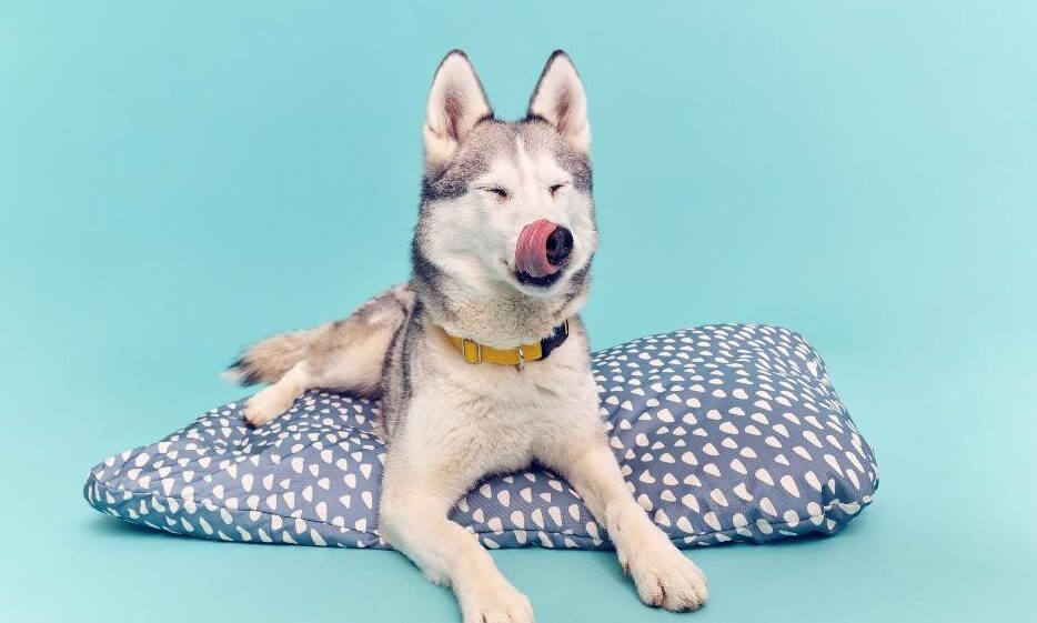 Ikea launches first-ever pet range