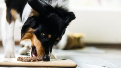 Bella and Duke calls for clearer pet food labelling standards