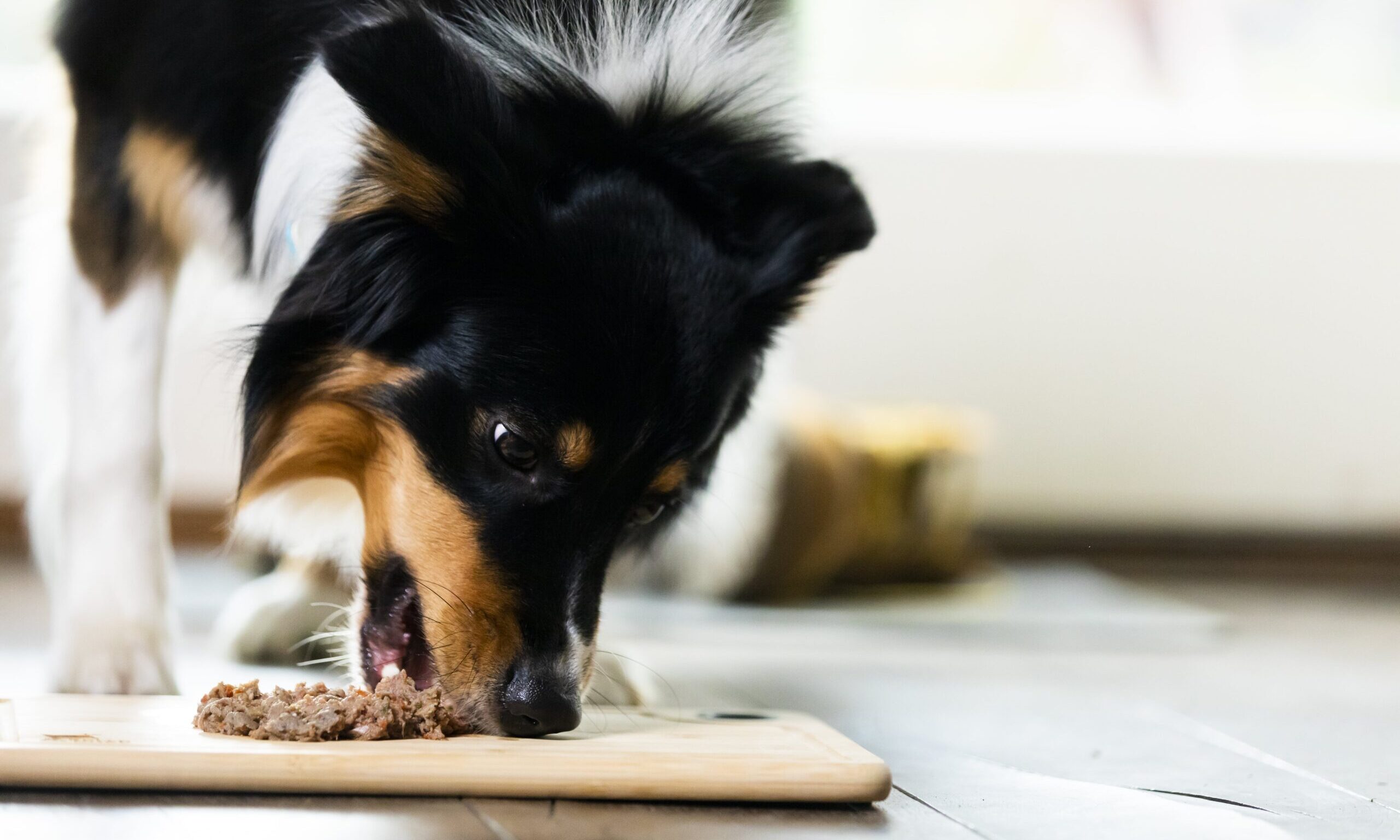 Bella and Duke advocates for improved pet food labelling standards Bella and Duke advocates for improved pet food labelling standards