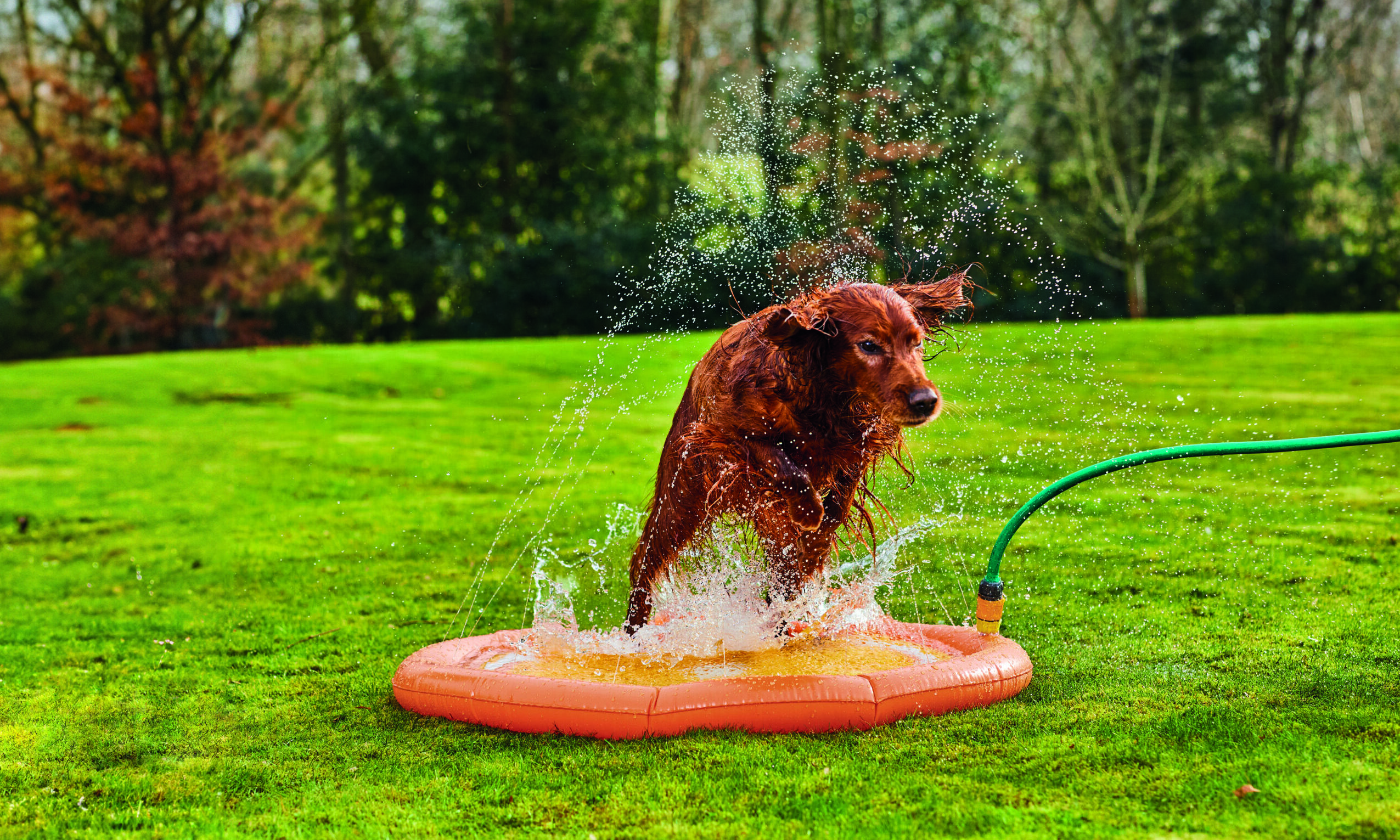 Aldi’s Pet Cooling range returns with new additions