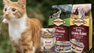Formulas to satisfy your cat’s instinctive love of meat