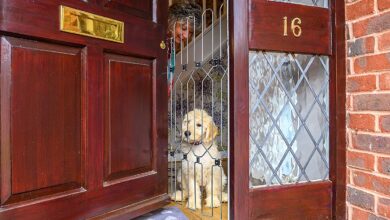 Dog G8 lends support to Royal Mail/ CWU’s Dog Awareness Week