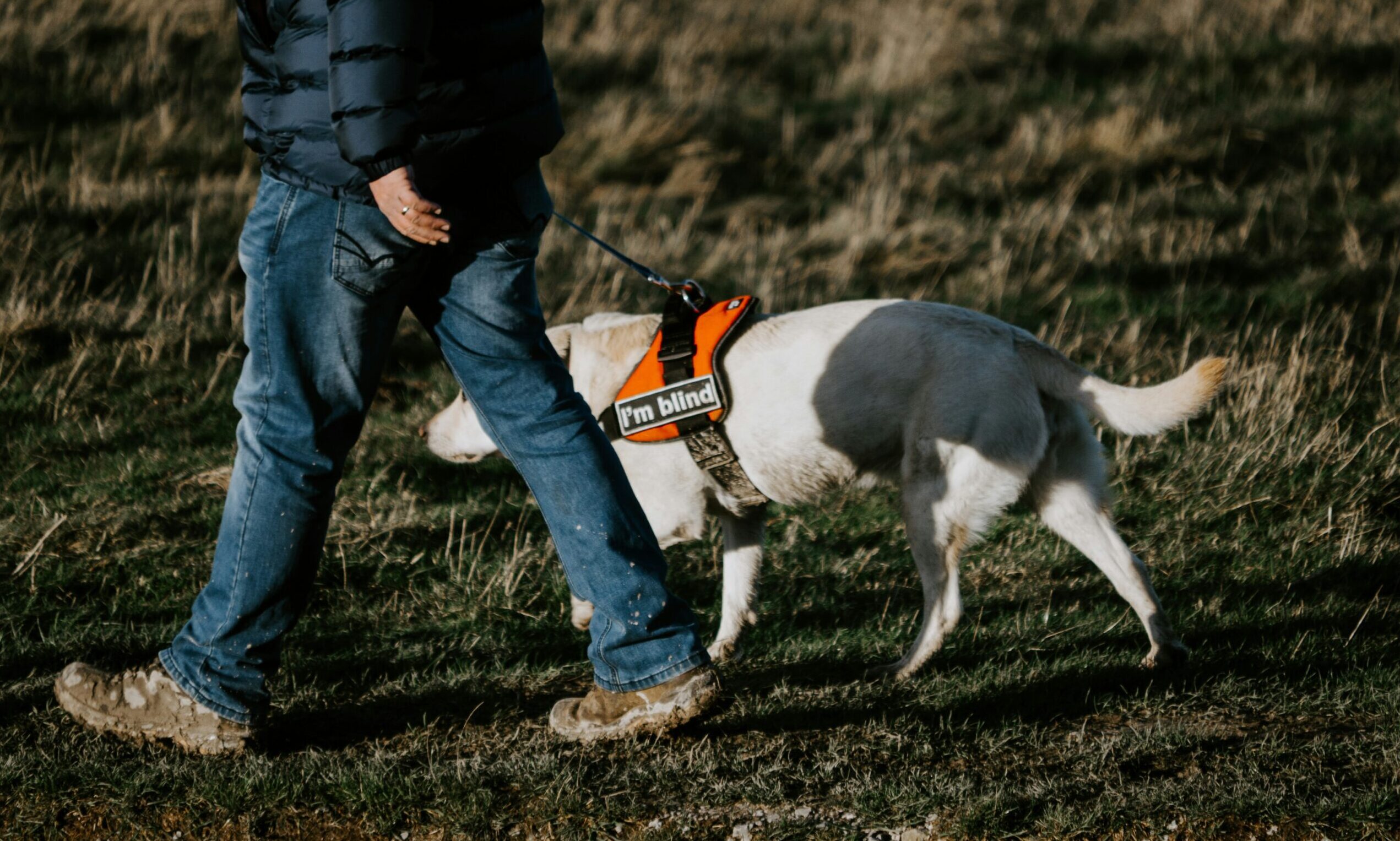 Guide Dogs UK partners with Biome9 to improve gut health of service dogs
