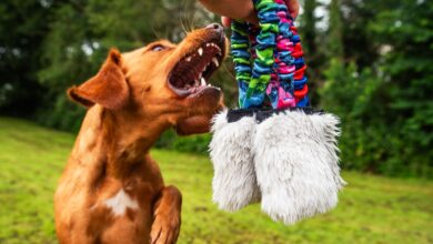 Tug-E-Nuff launches new Faux Fur Pocket Bungee Squeaker