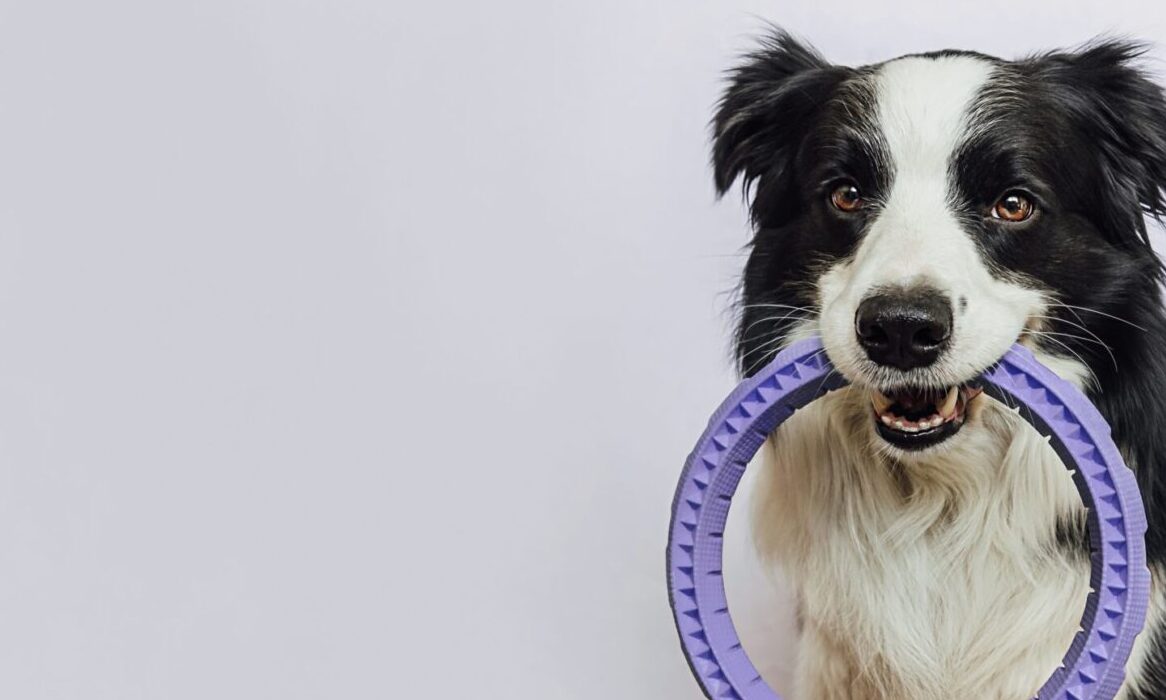 Find Your Paws launches recruitment scheme for breeders