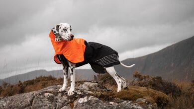 Non-stop Dogwear expands UK footprint with SnowPaw partnership