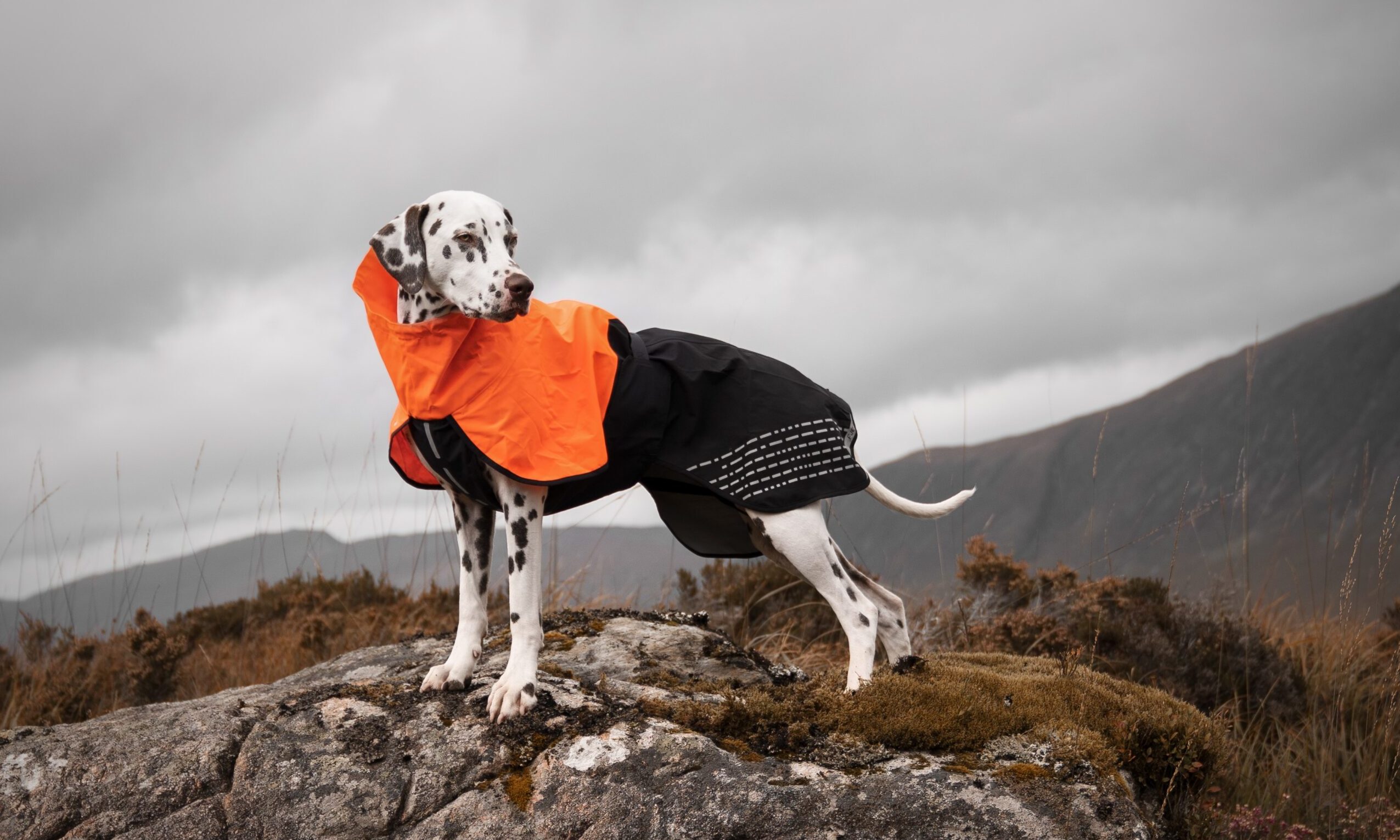 Non-stop Dogwear expands UK footprint with SnowPaw partnership