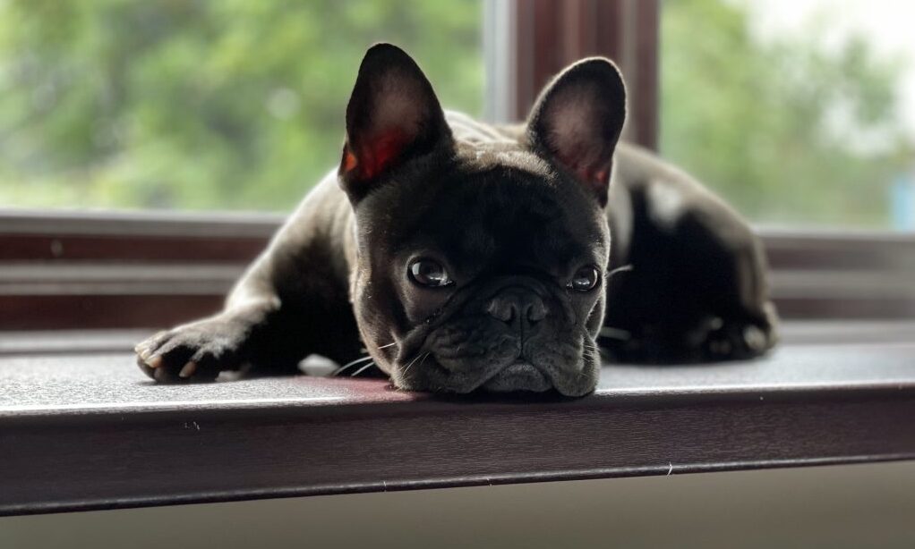 CDCH partners with Pet Drugs Online