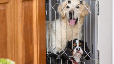 Dog G8 Company celebrates 10,000 sales orders on Shopify