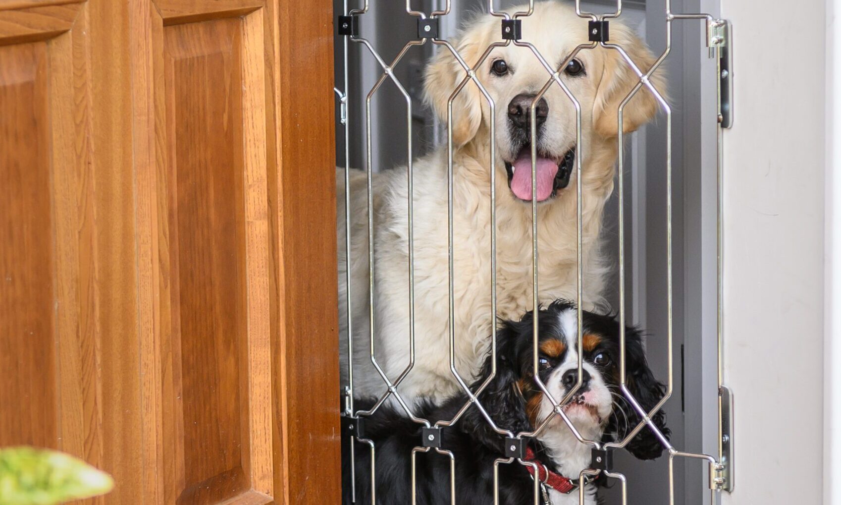 Dog G8 Company celebrates 10,000 sales orders on Shopify