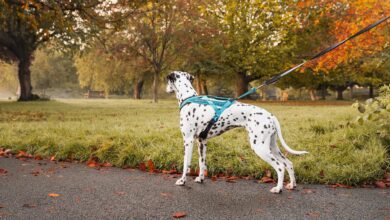 Non-stop Dogwear launches new Rush harness