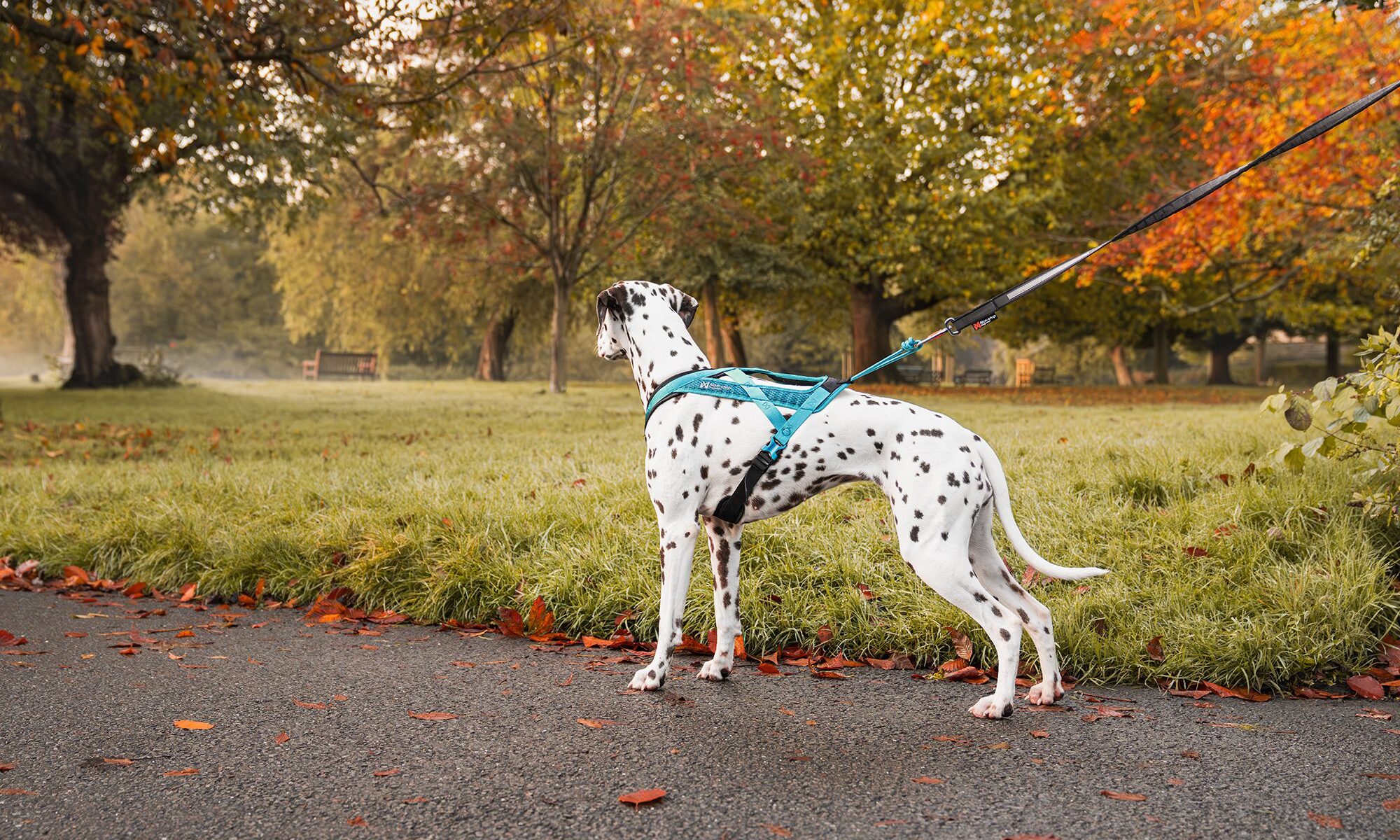Non-stop Dogwear launches new Rush harness