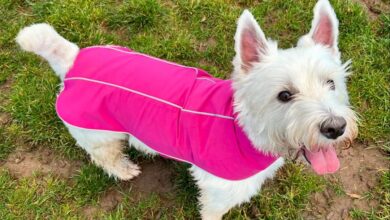 Doodlebone launches dog jackets
