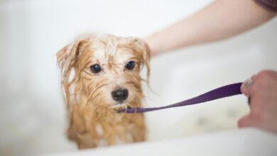 DotDotPet to launch new Calming Shampoo and Conditioner for dogs