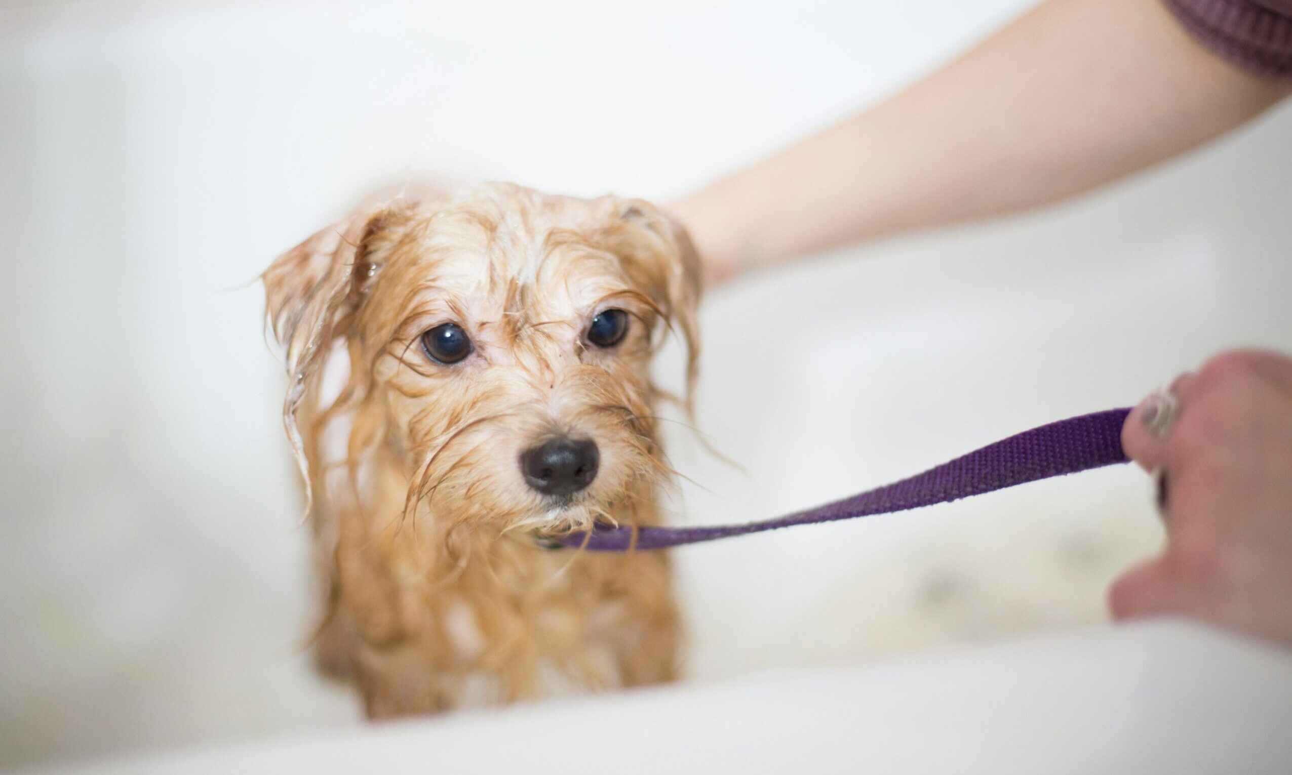 DotDotPet to launch new Calming Shampoo and Conditioner for dogs