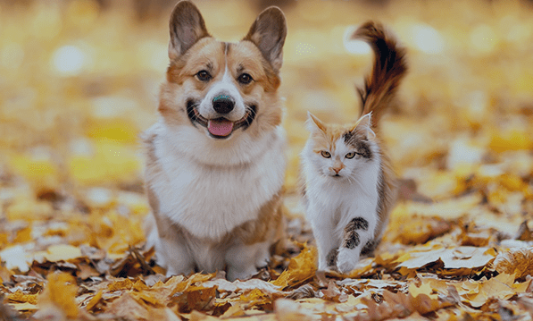 Clasado enters pet nutrition market with Bimuno Pet