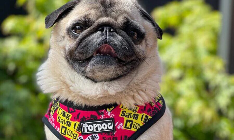 Top Dog sees sales increase following website rebrand