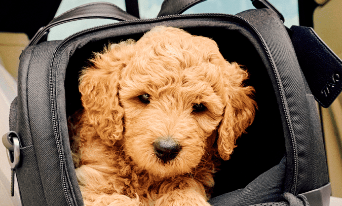 Tavo releases new carrier and car seat