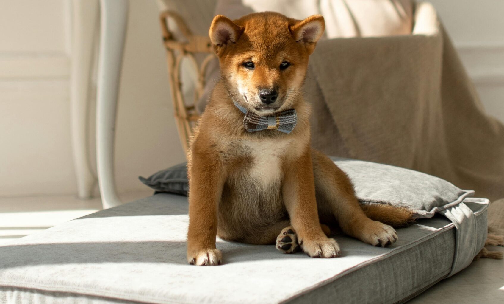 Paw Comfort launches in UK market