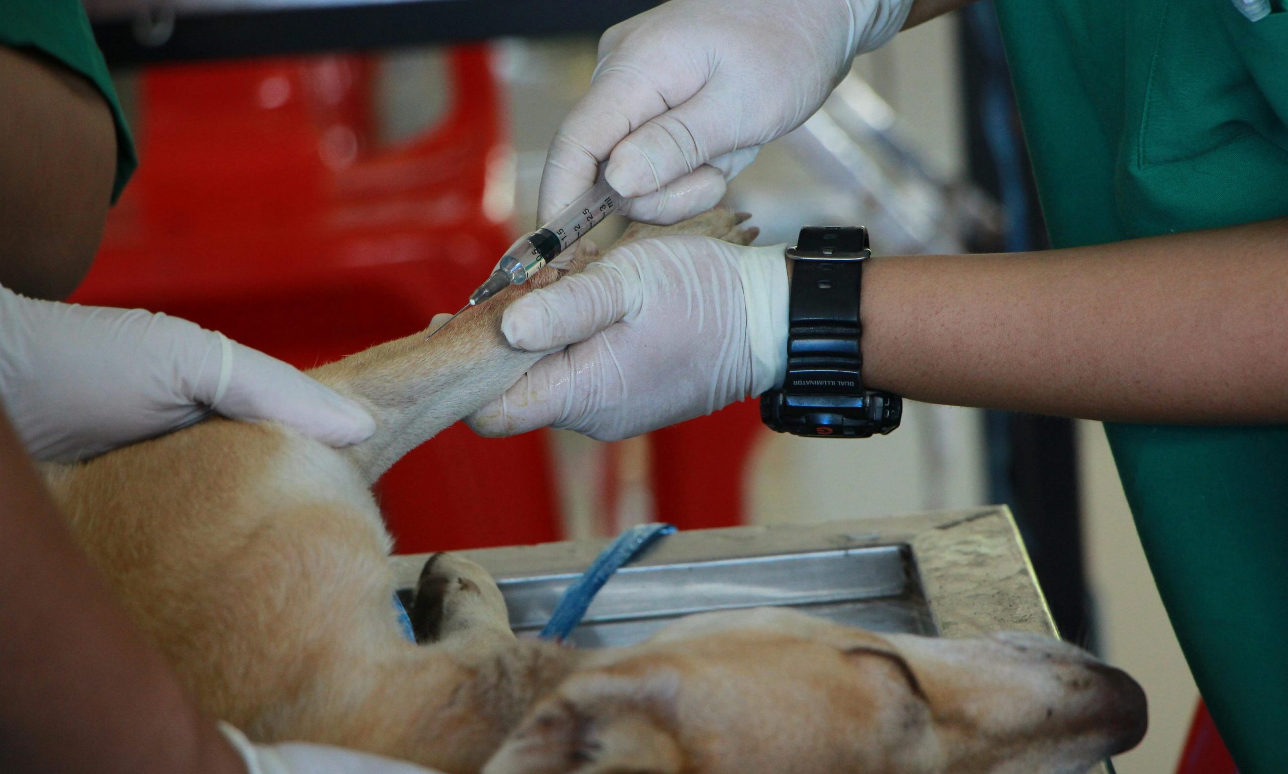 RCVS congratulates vet recognised in New Years Honours list