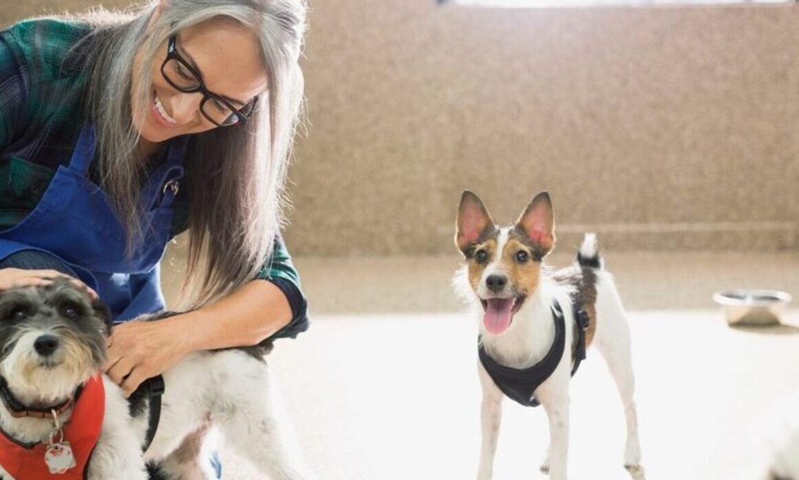 PIF urges government action on pet business licensing data gaps