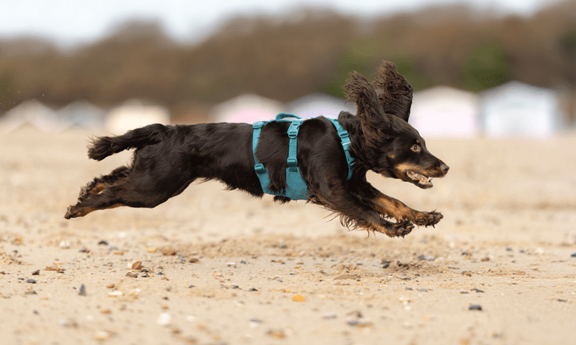 Non-stop Dogwear launches new Ramble Harness Long product