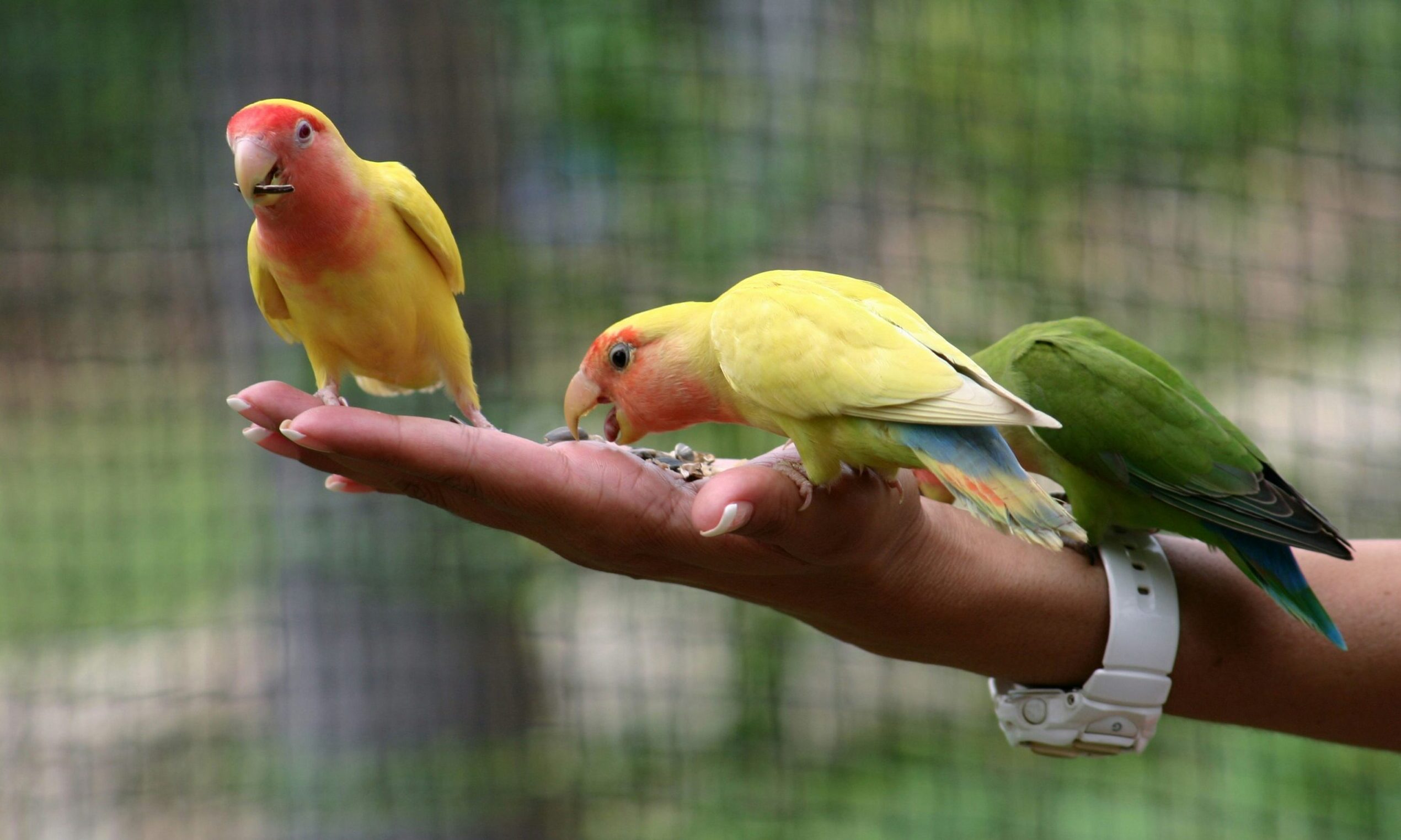 BFB Lovebirds achieves 5-Star Animal Welfare Licence