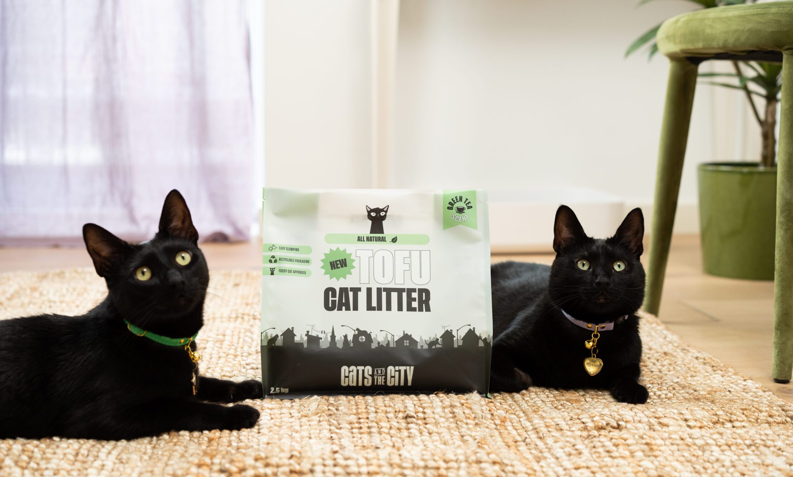 Q&A: Cats and the City