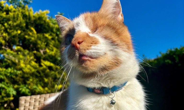 Doodlebone launches Doodlecat