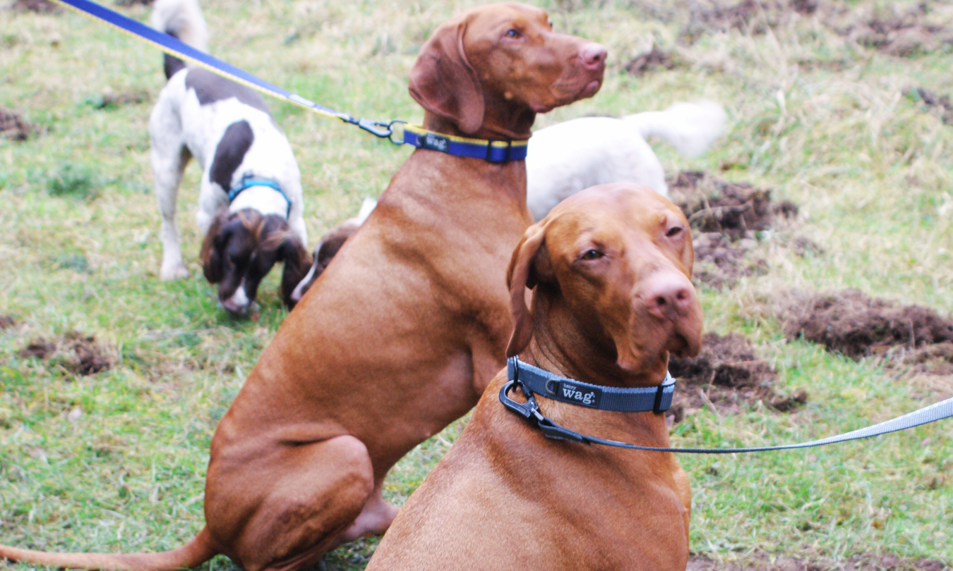 Henry Wag unveils new dog collar and lead range