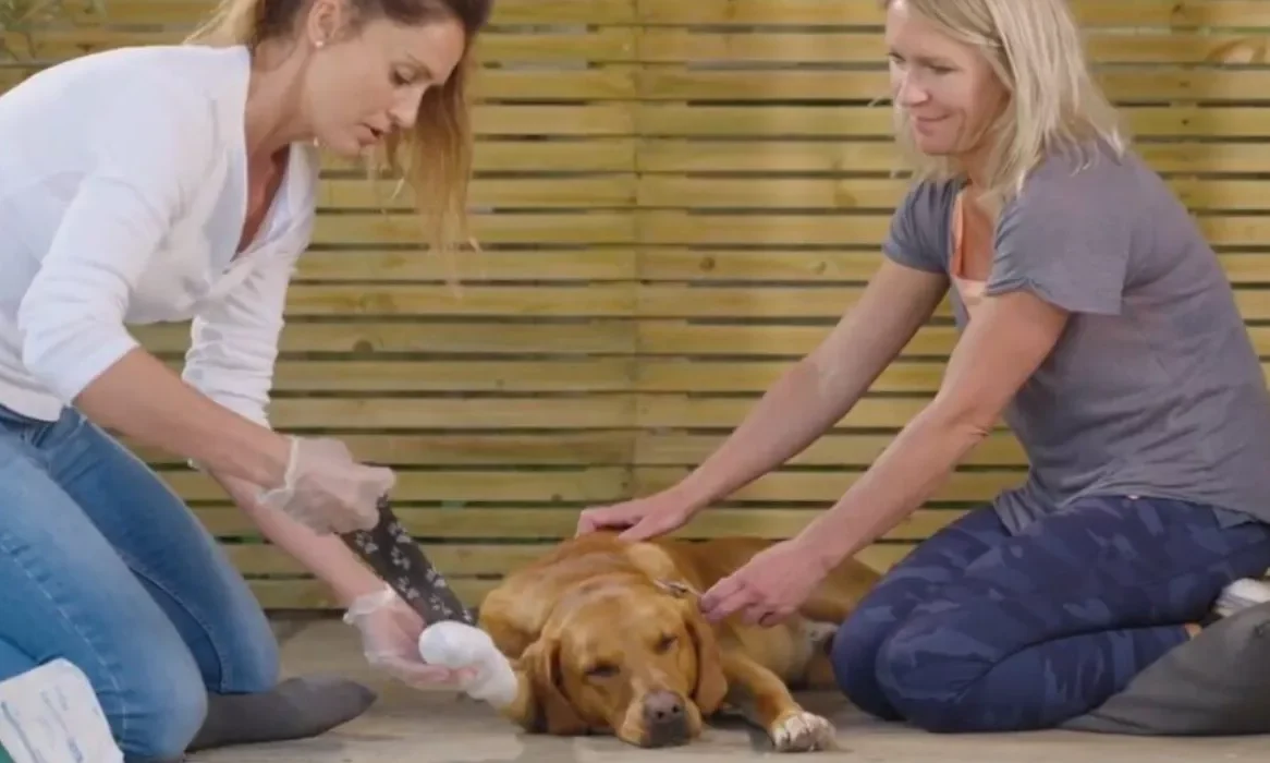 Charlie The Vet secures listing with Pedigree Wholesale