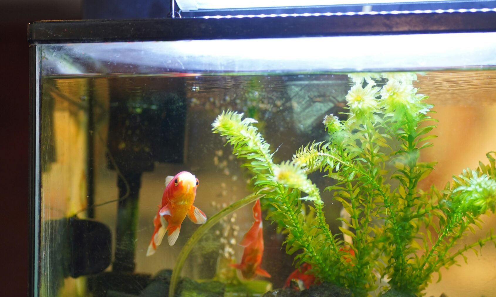 OATA calls for simplified tariff regime on US imports